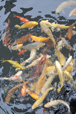 Au�enteich (Large)